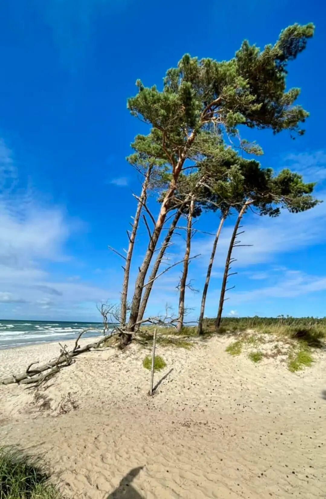 Holiday apartment Wustrow for 1 - 2 persons with 1 bedroom - Holiday apartment in one or multi-famil