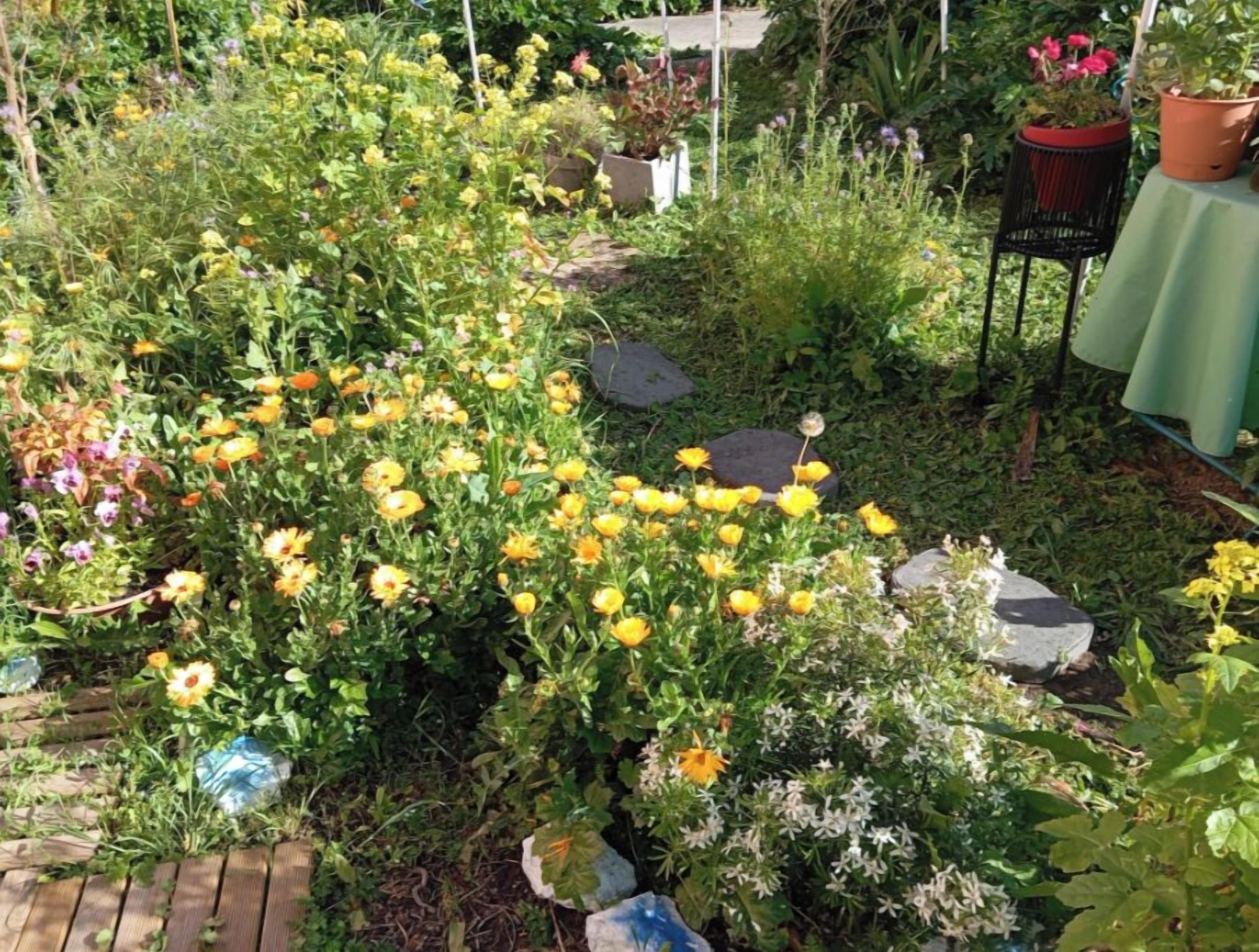 Les Toiles du Figuier