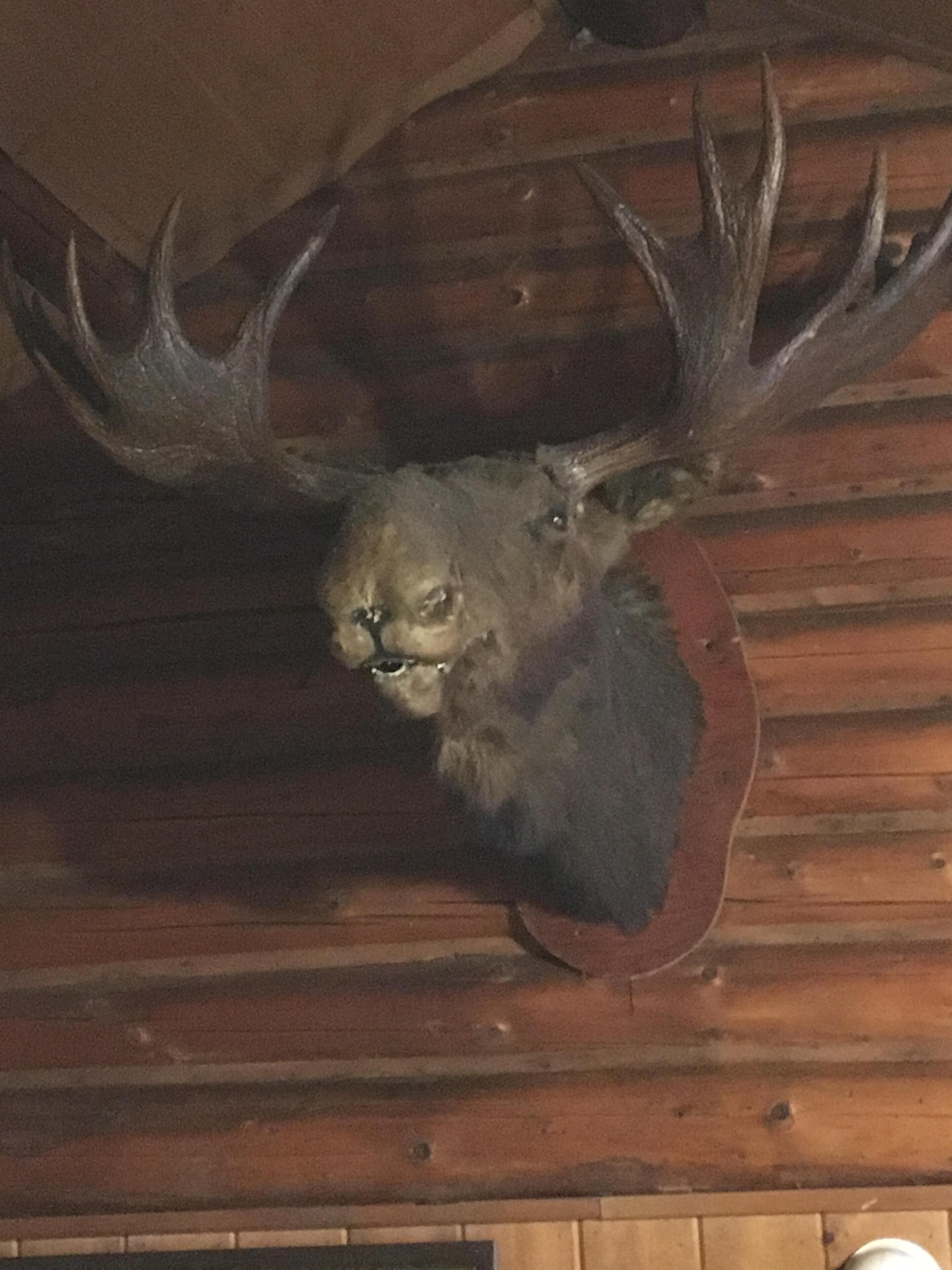 Waterfront 4-Season Log Cabin ( Moose Camp)