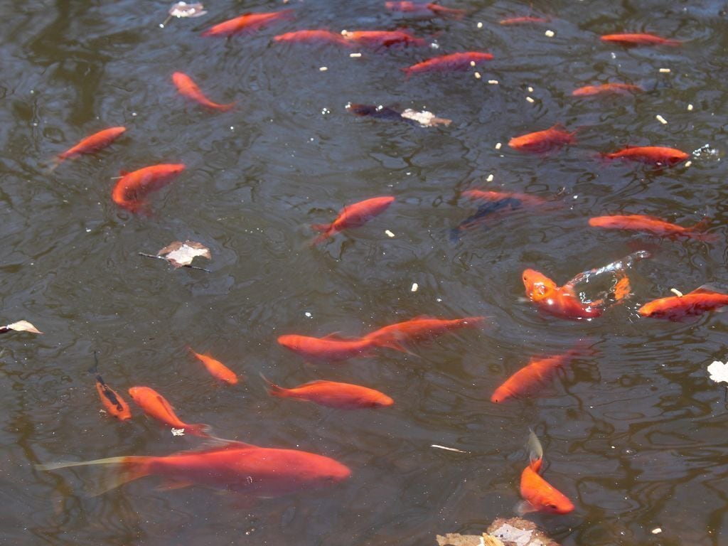 Our home is newly renovated! Come and relax in a beautiful wildness!